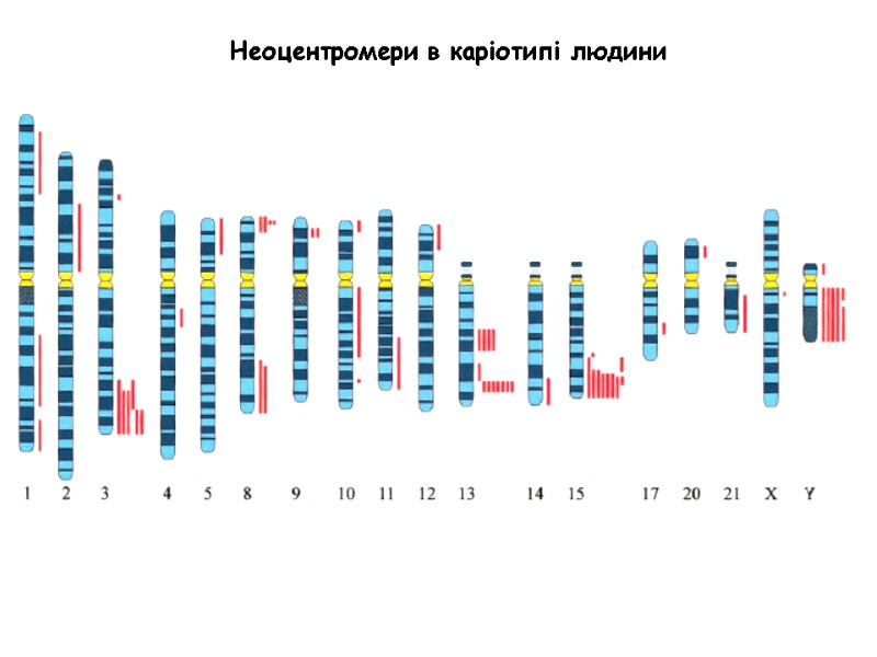 Неоцентромери в каріотипі людини